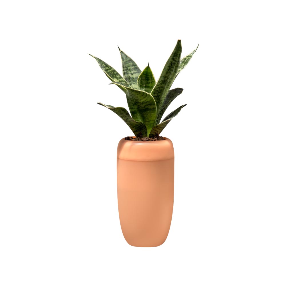 QL10304-OR-carepot-web-01